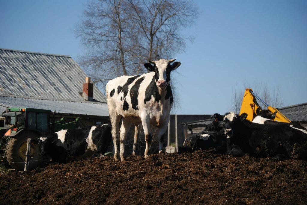 A herd of Holstein cows on a rural farm with surrounding equipment. Cow Poop, Industrial Meat, Air Quality, and the Future of Waste is the article attached to this image.