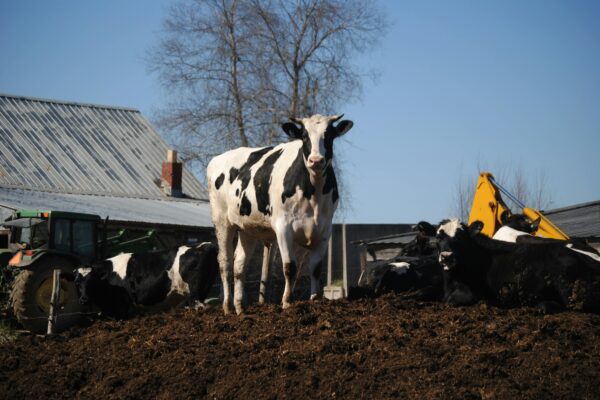 A herd of Holstein cows on a rural farm with surrounding equipment. Cow Poop, Industrial Meat, Air Quality, and the Future of Waste is the article attached to this image.