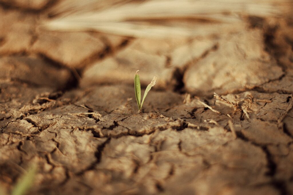 A lone green sprout growing through dry, cracked soil symbolizing hope and resilience despite climate change.
